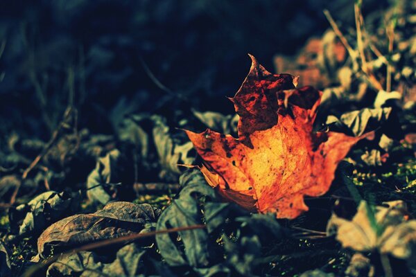 Ржавчина цвета листьев, осень