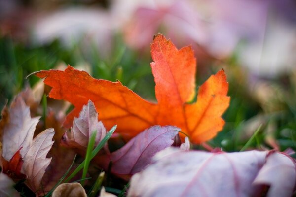 Ржавчина цветные листья боке