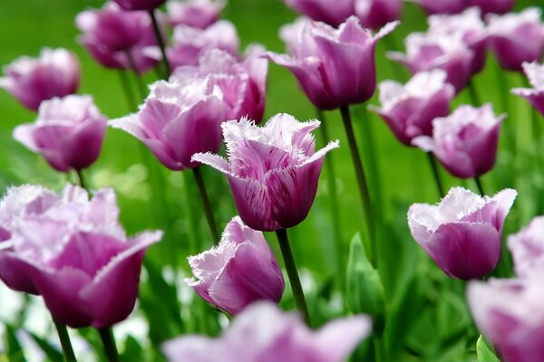 Фиолетовый тюльпаны Попугай