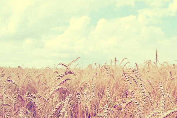 Золотой урожай пшеницы