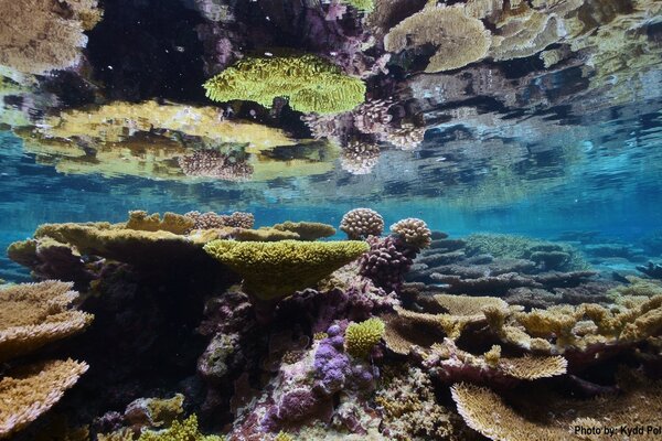 Кораллы - Пальмира Атолл национального спасения дикой природы