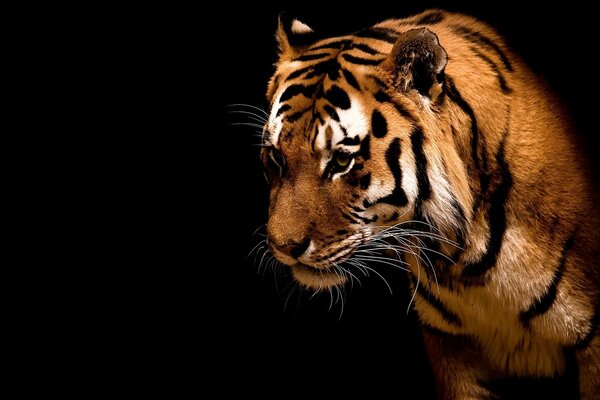 Впечатляющие тигр