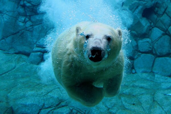 Полярный медведь плавание