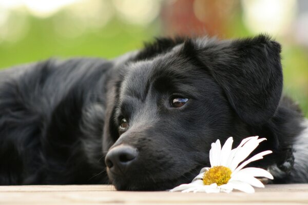 Черный красивая собака