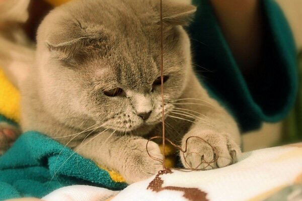 кот дымчатого окраса помогает вышивать