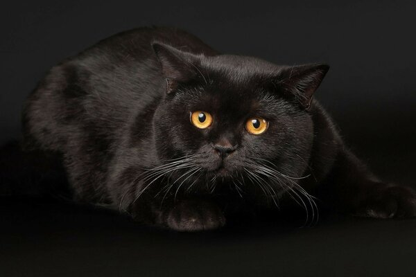 черная кошка с желтыми глазками