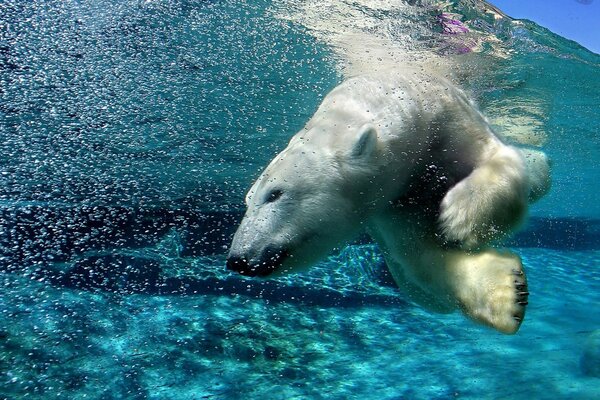 белый медведь прыгнул в воду поплавать