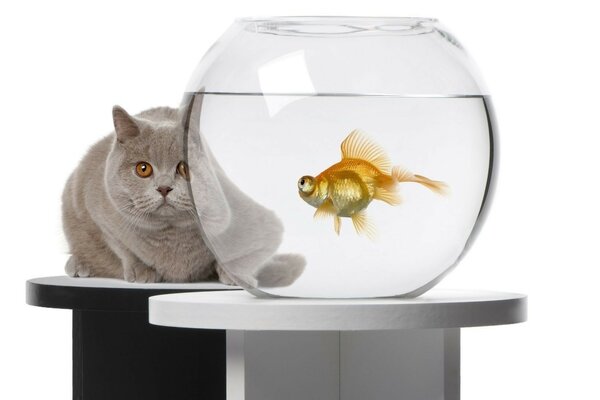 серый кот смотрит на золотую рыбку в аквариуме
