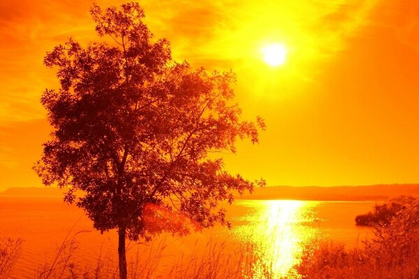 Одинокое дерево около озера озаренное солнцем