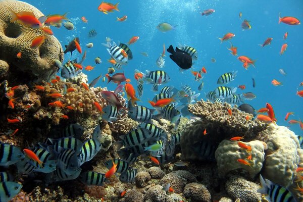 аквариум рыбалка дайвинг рыбки кораллы Рыбы море океа