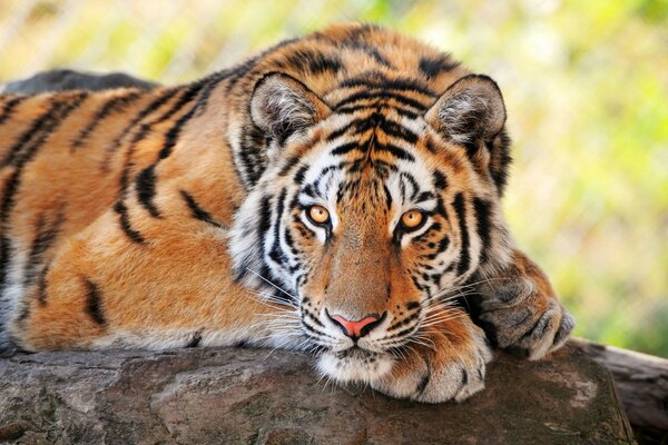 смотрит тигр дикие кошки Молодой