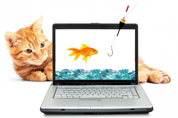 Рыбалка кошка