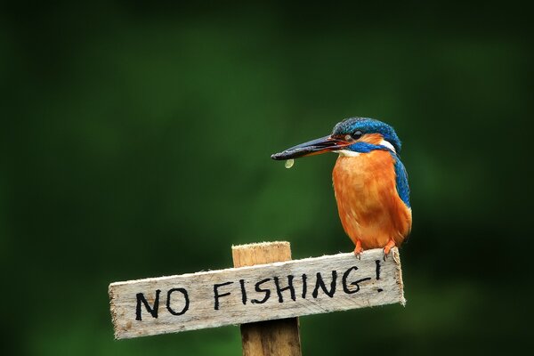 Нет рыбалка