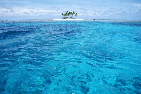Океан остров пальмы