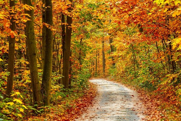 Осенний лес пейзаж дорога