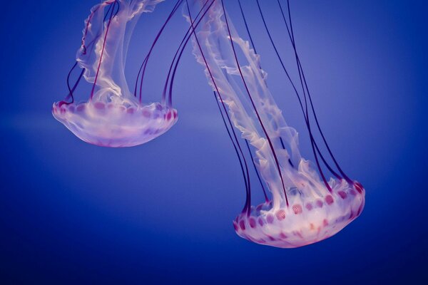 медузы Jelly аквариум