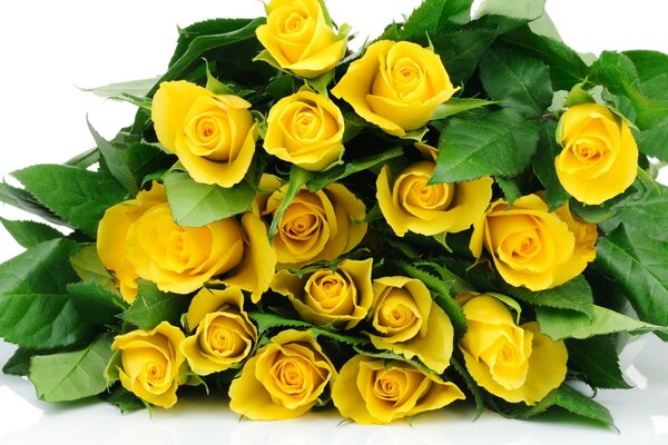 Желтые розы ведро