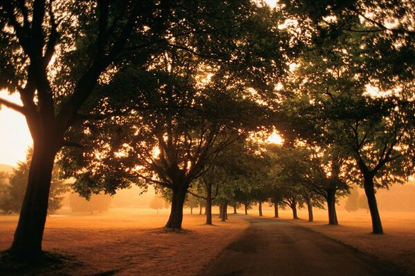 путь свет утро туман поля Дорога листва деревья