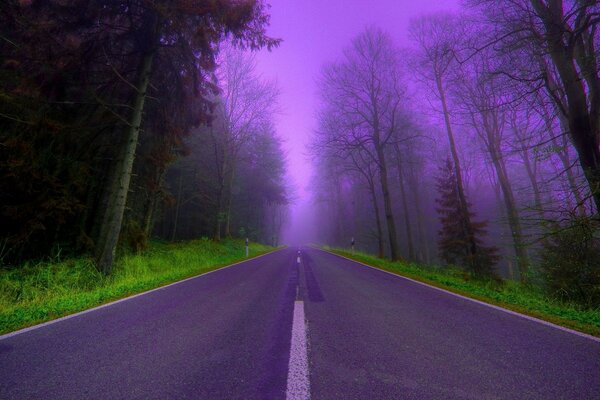 деревья сиреневый дорога туман красиво Лес вечер
