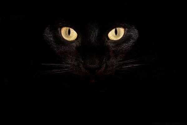 Черные кошачьи глаза