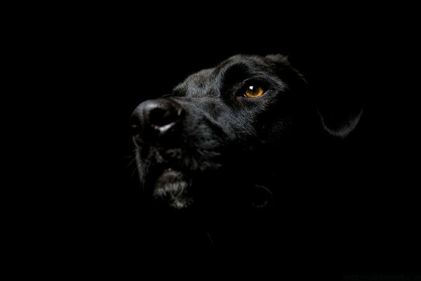 Черная собака