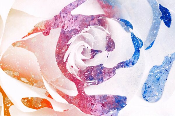 Цвет брызги розы