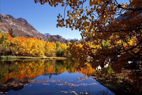 Осень деревья желтые листья река горы