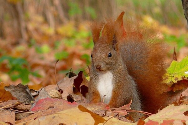 squirrel белка осень листья