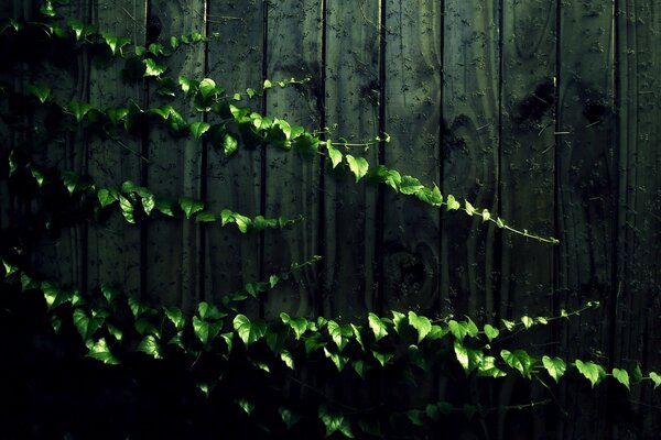Стена растений