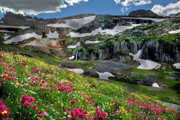 горы поляна цветы