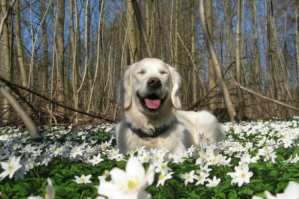 природа весна Собака цветы