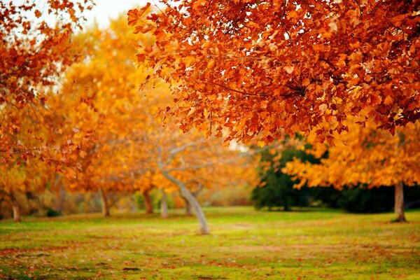 деревья осень Природа осенние обои макро дерево