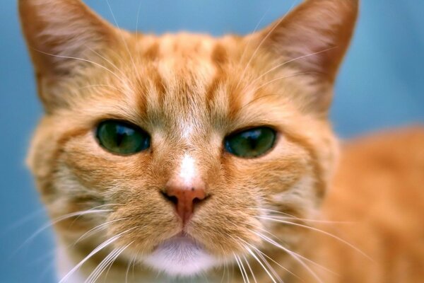 рыжий глаза Кот портрет усы