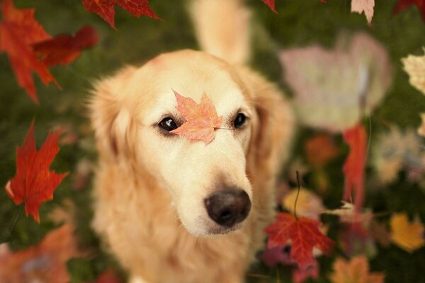осень собака листья