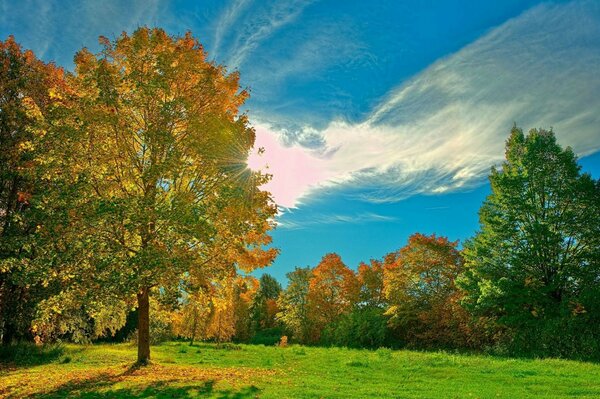 Природа пейзаж поляна деревья осень солнечные лучи