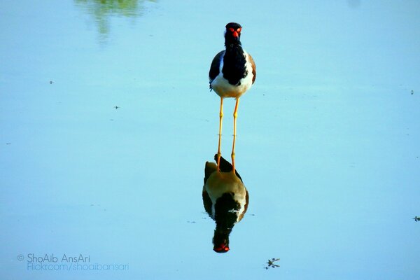 Вода птица - Shoaib фотография