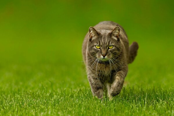 зеленый фон кот котэ трава