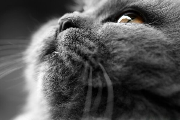 Серый кот лицо