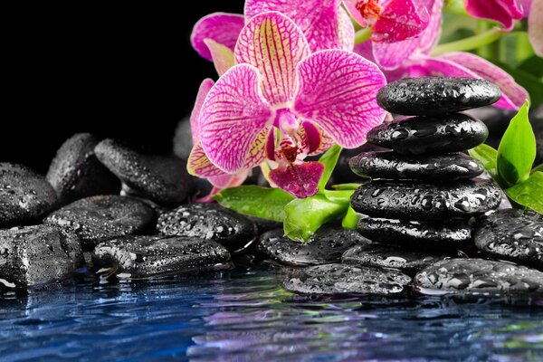 розовый орхидея плоские Цветок черные вода камни