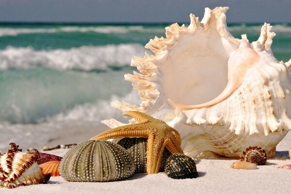море пляж песок ракушки раковина волны прибой
