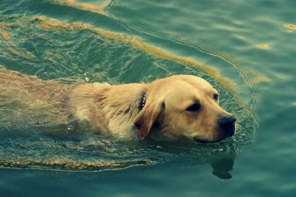 Собака плавание