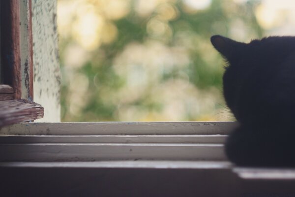 Черная кошка возле окна