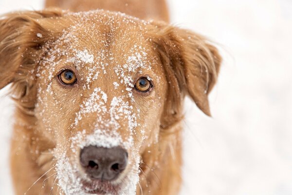Собака со снегом на голову