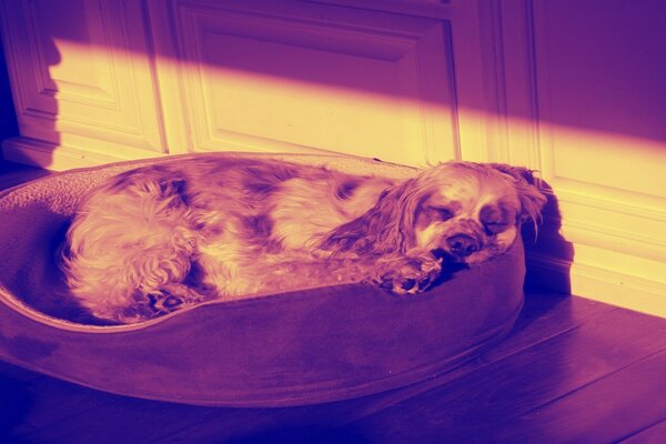 Спящая собака - янтарь