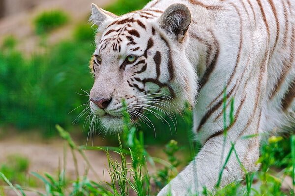 тигр хищник waite tiger морда белый