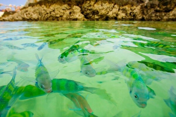 вода зеленые прозрачная рыбки