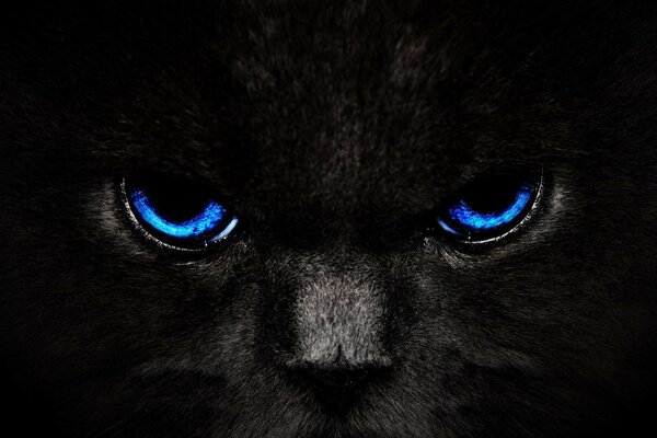 кот глаза взгляд черный кошка