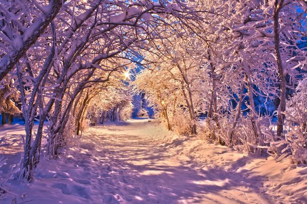 зима лес снег свет фонари вечер деревья природа