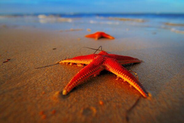 красные море пляж Макро звезды