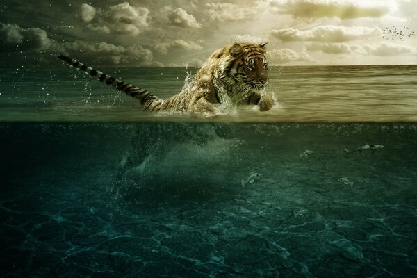 Тигр играет в воде